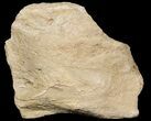 Partial Mosasaur (Platecarpus) Dorsal Vertebra - Kansas #45664-1